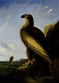 Aves del águila marina de Washington